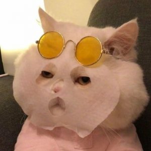 avatar vô tri mèo